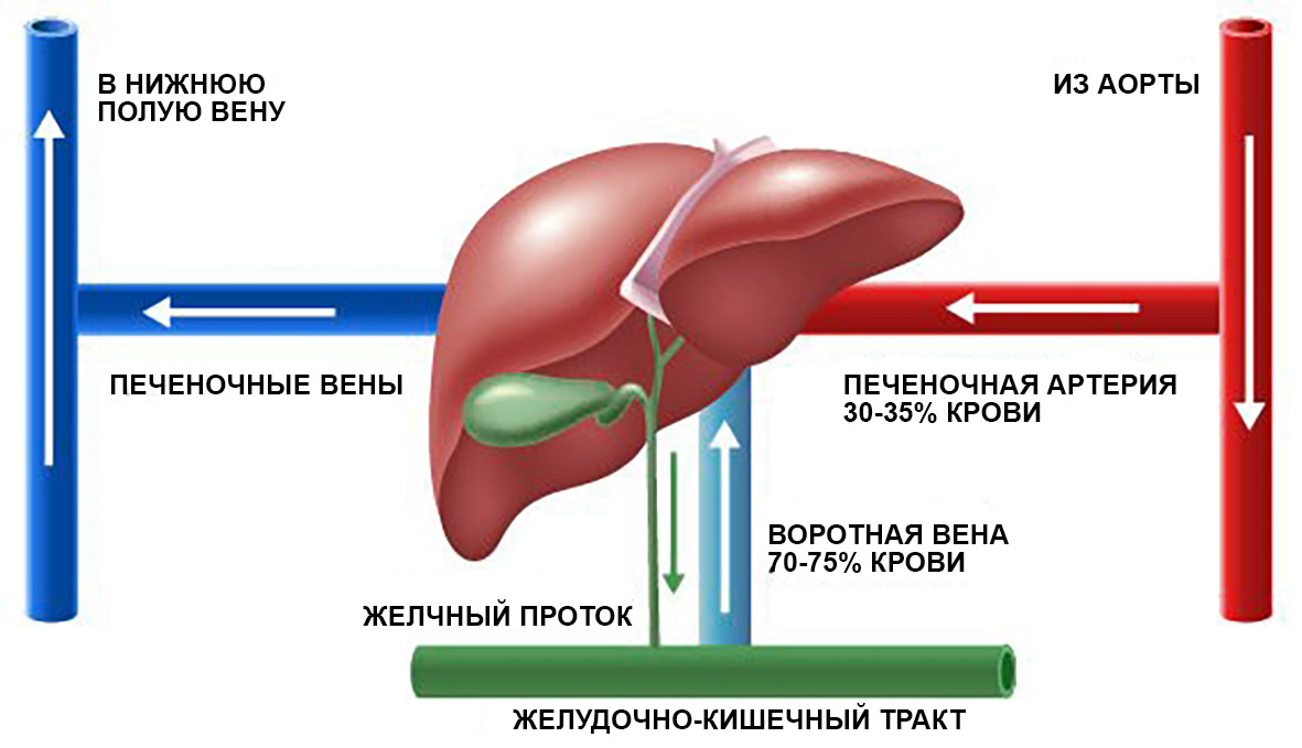 УЗИ портальной системы вен печени в клинике МедПросвет