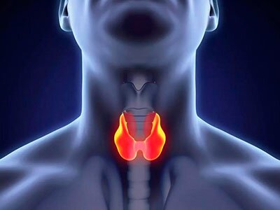 щитовидная железа картинка