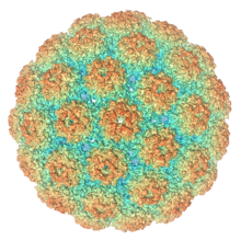 Вирус папилломы человека (ВПЧ) - причины, симптомы, методы диагностика и лечения, многопрофильная клиника  МедПросвет
