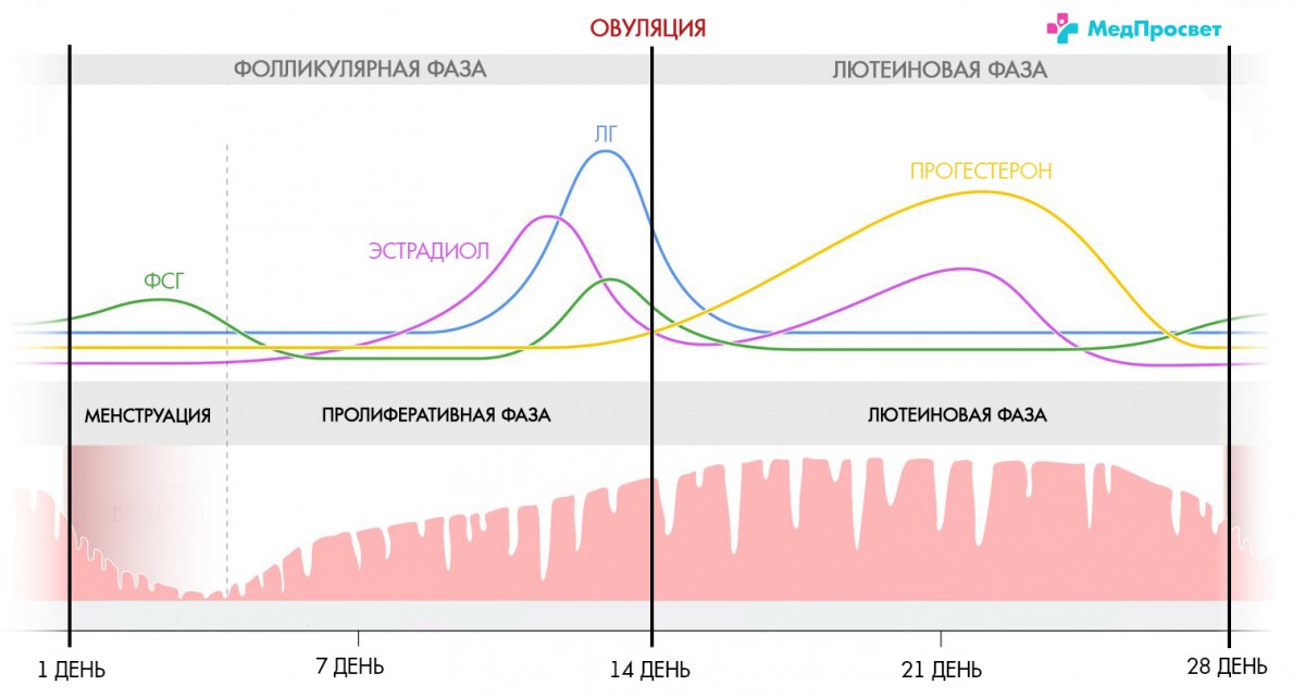 Секс и менструальный цикл: связаны ли они?