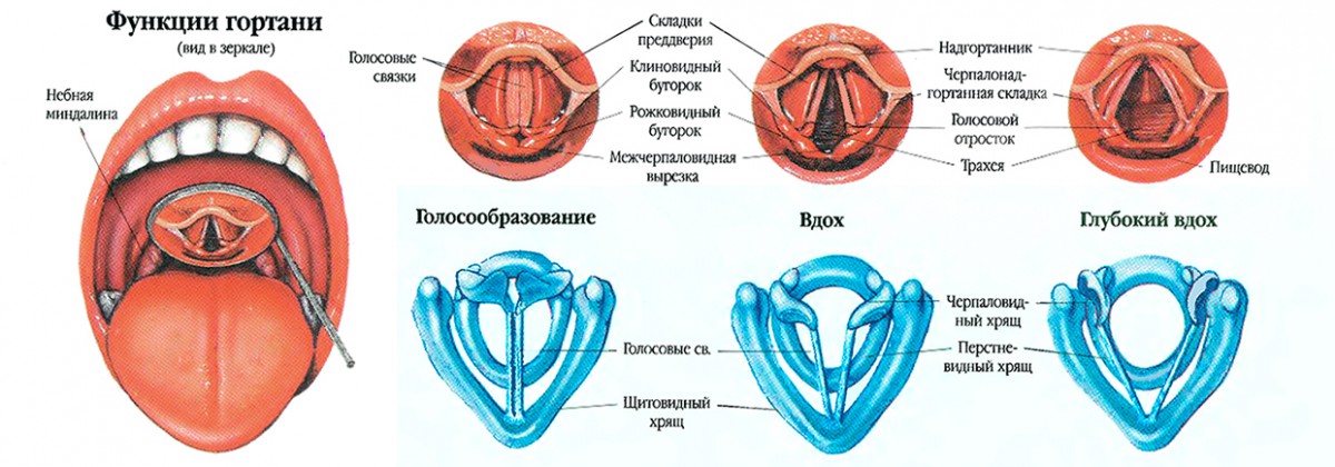 Голосовые связки рисунок