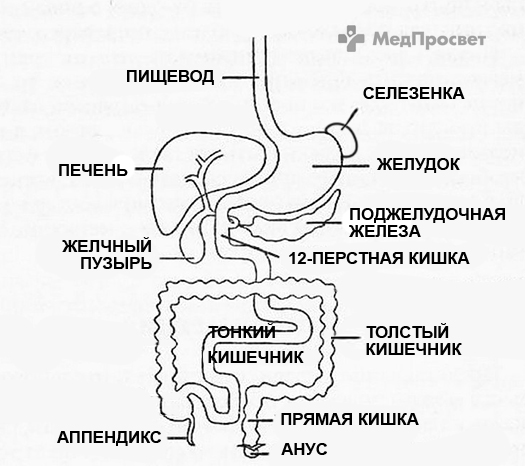 УЗИ полых органов ЖКТ (пищевода, желудка, 12-перстной кишки, кишечника), многопрофильная клиника  МедПросвет