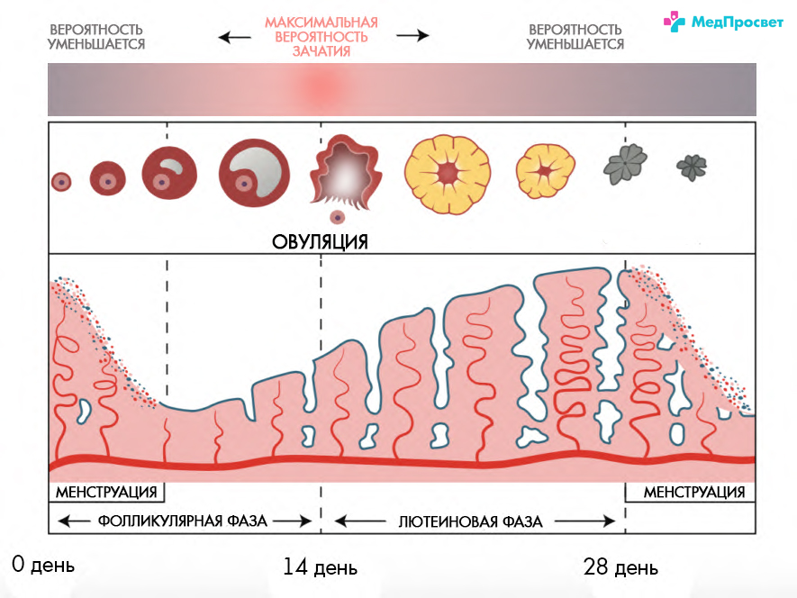 Прерванный акт вероятность овуляция. Интенсивность месячных по дням. Интенсивность менструации по дням. Овуляторные циклические нарушения это. Нарушение овуляции причины.