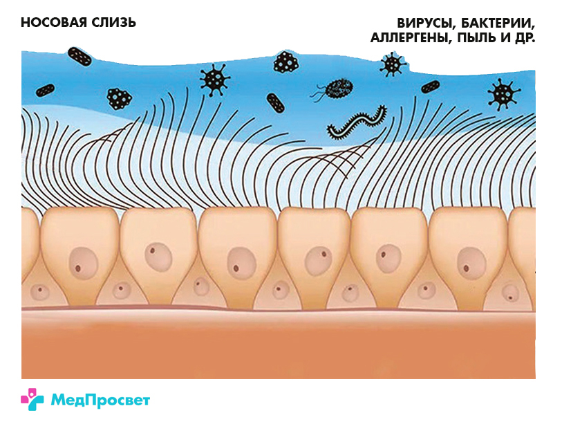 Защитная функция слизистой носа